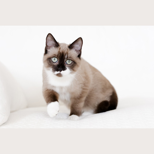 Photo of Miso