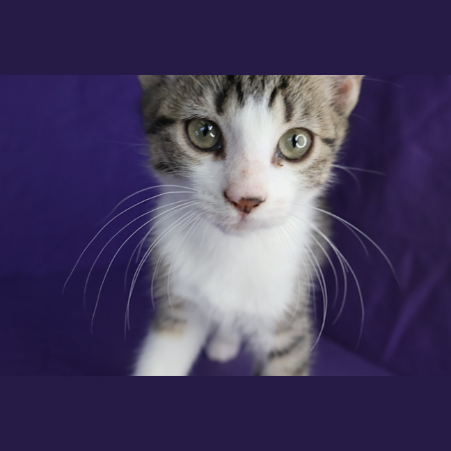 Photo of Dax