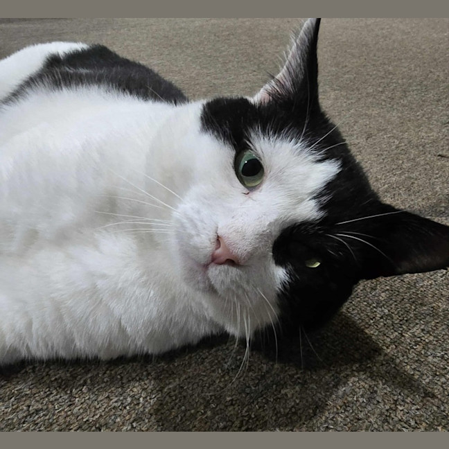 Photo of Frankie   4 Year Old Domestic Short Hair