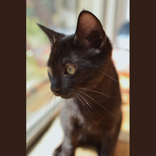 Photo of Sumi (Previously Chompa)