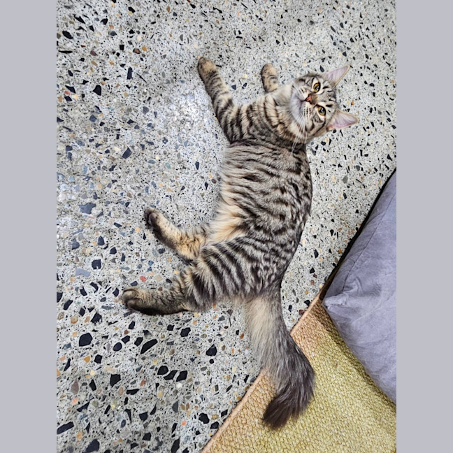 Photo of Bobby Girl