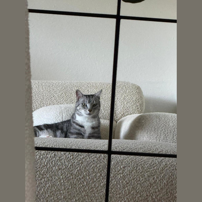 Photo of Mr. Affectionate 