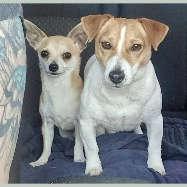 Photo of Chicko And Buddy