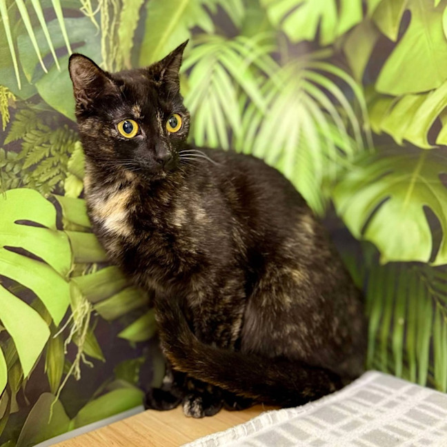 Photo of Hazel & Olive  Located In Keilor Downs