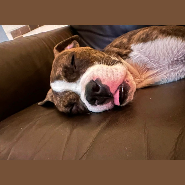 Photo of Ralph   12 Week Old American Bulldog X