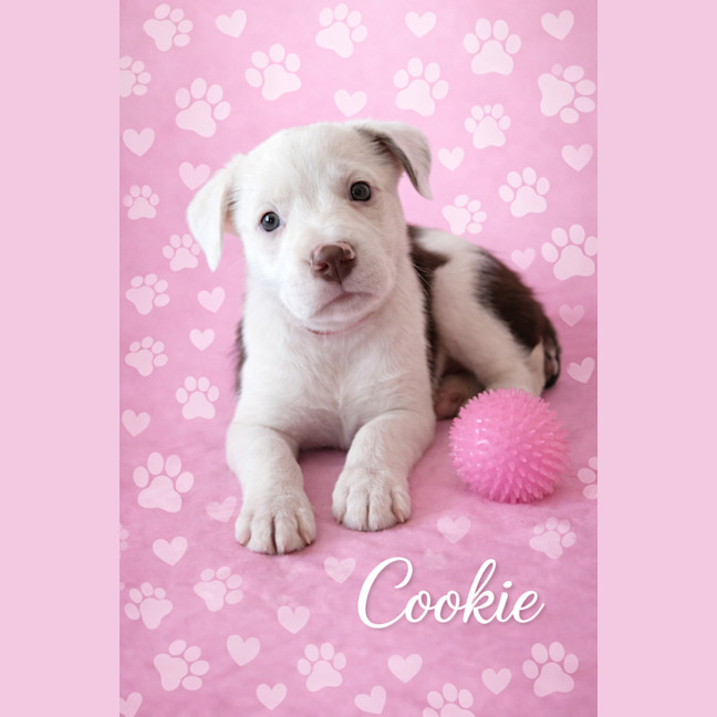 Photo of Cookie