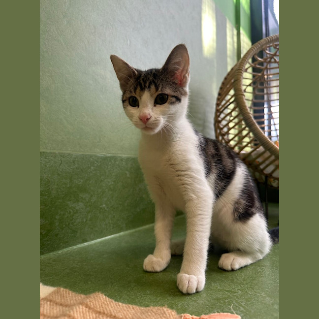 Photo of Comet