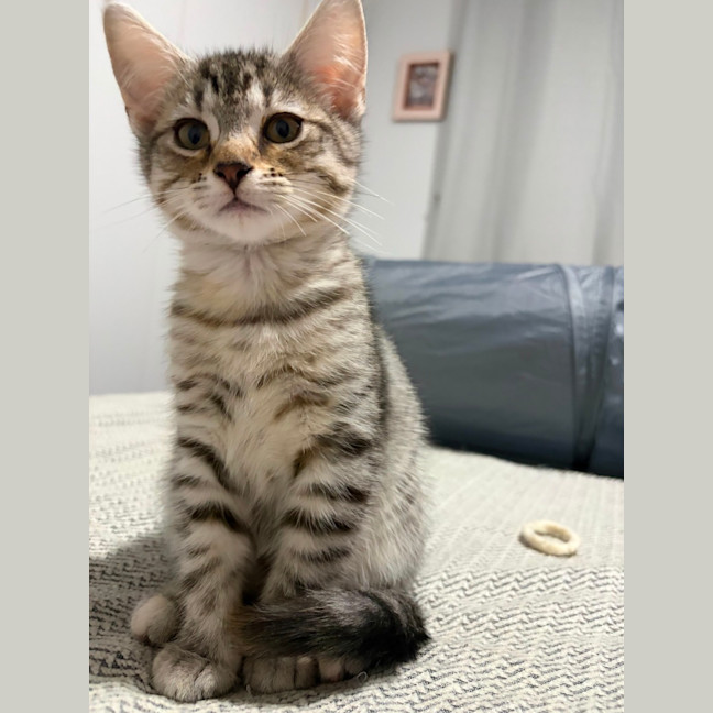 Photo of Cinnamon