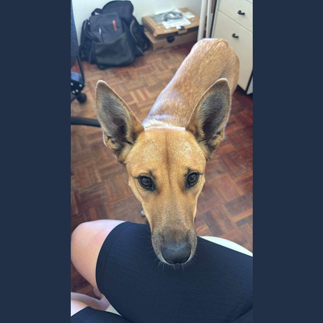 Photo of Honey