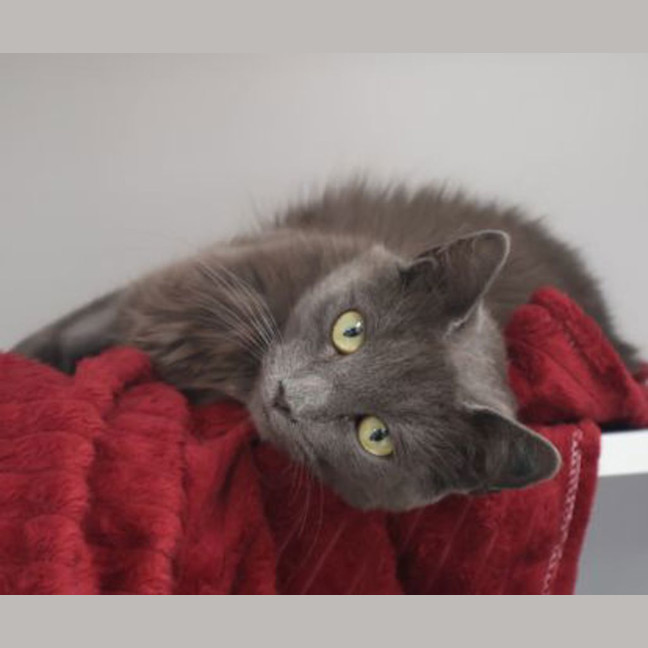 Photo of Layla