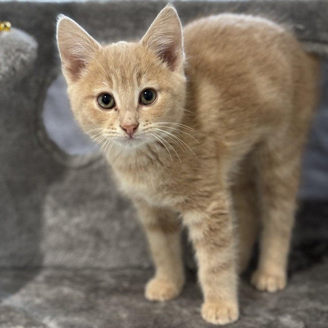 Photo of Jelly Bean