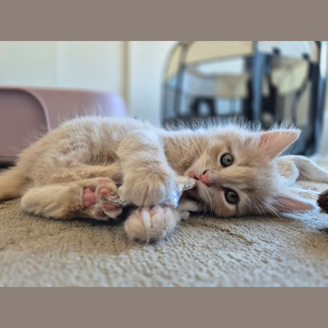 Photo of Gingie Bread