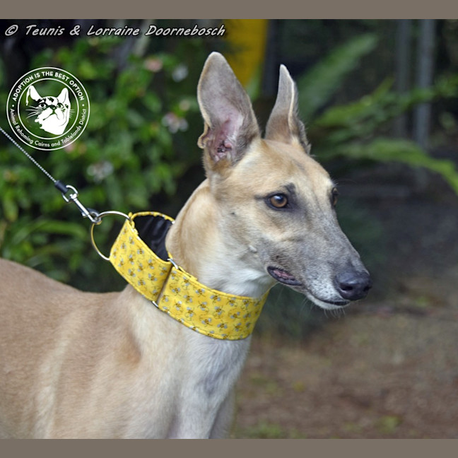 Photo of Sylvie Racing Name Silver Starline