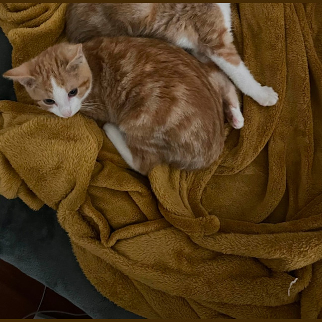 Photo of Ragu