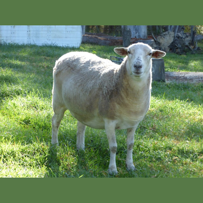 Photo of Sheep