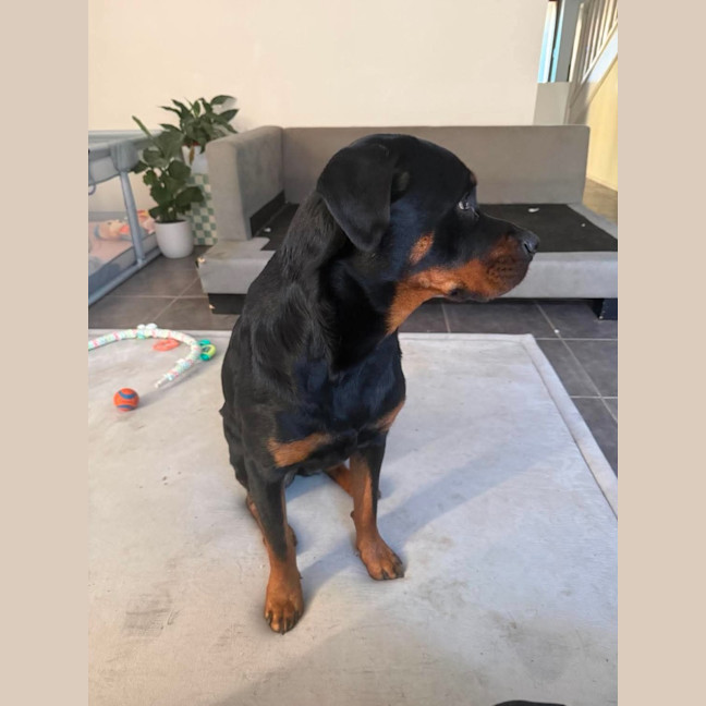 Photo of Nala