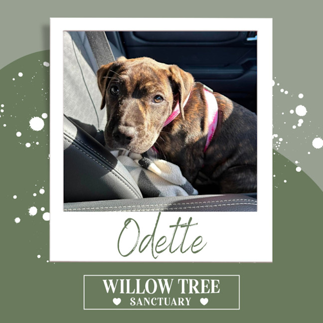 Photo of Odette