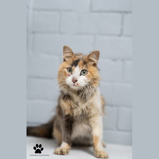 Photo of Princess