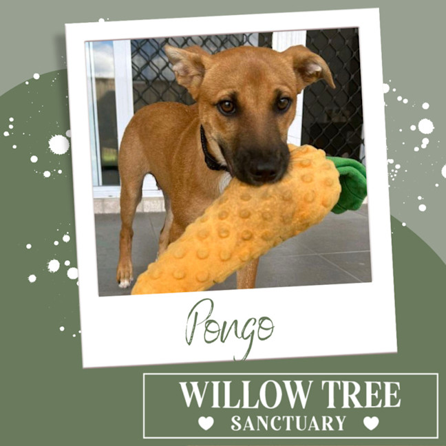 Photo of Pongo