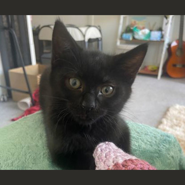 Photo of Toothless