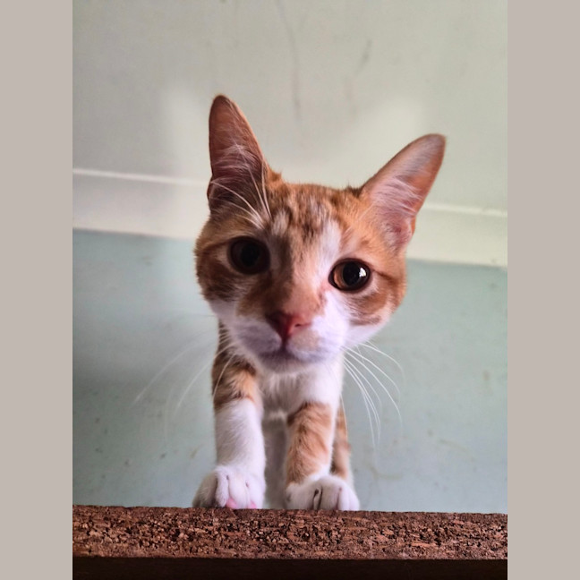 Photo of Chilli