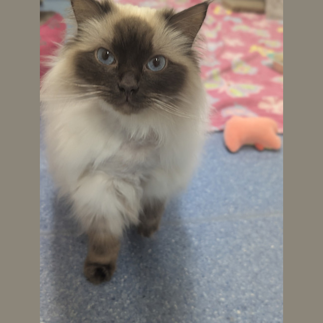 Photo of Gin Fizz (Catalina)