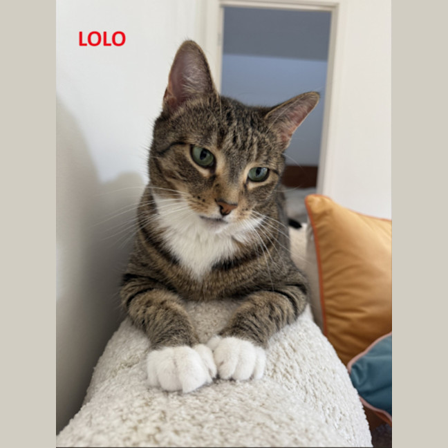 Photo of Lolo (Migallo)