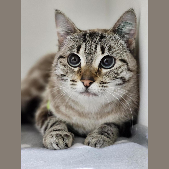 Photo of 💜 Indigo 6698 💜