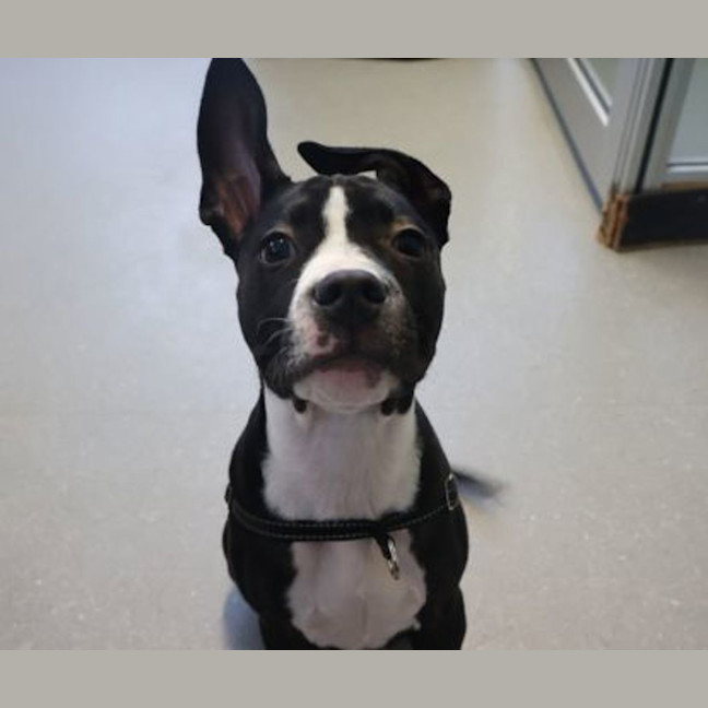 Photo of Monty