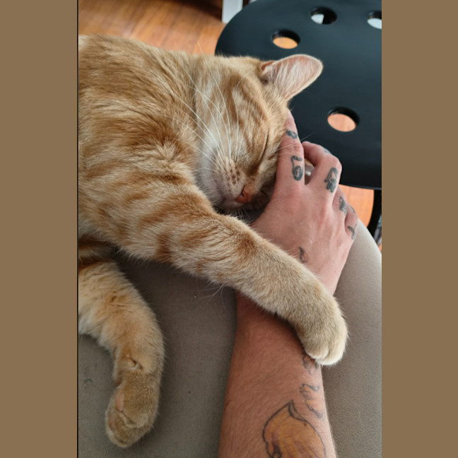 Photo of Mrs Garfield