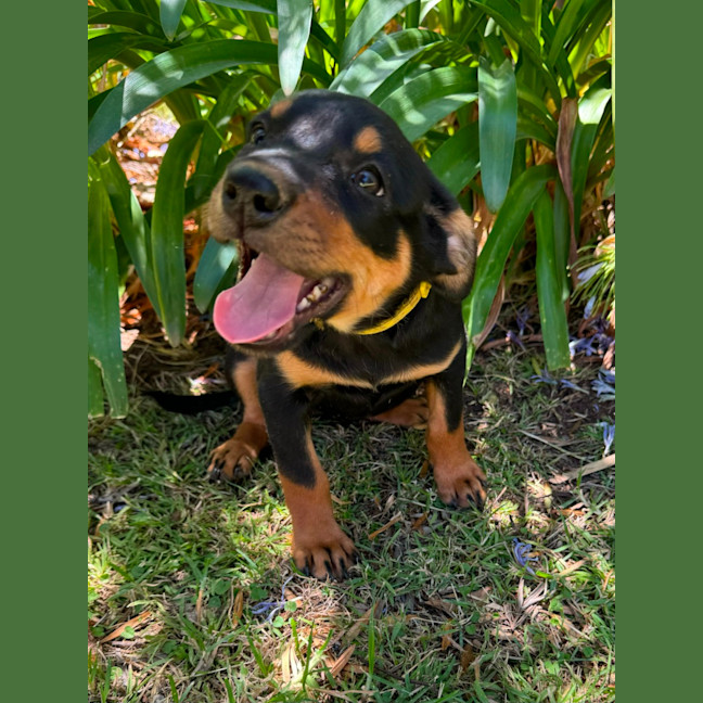 Photo of Gingerbread