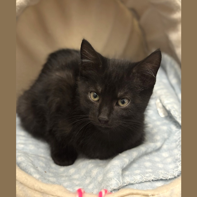 Photo of Raven