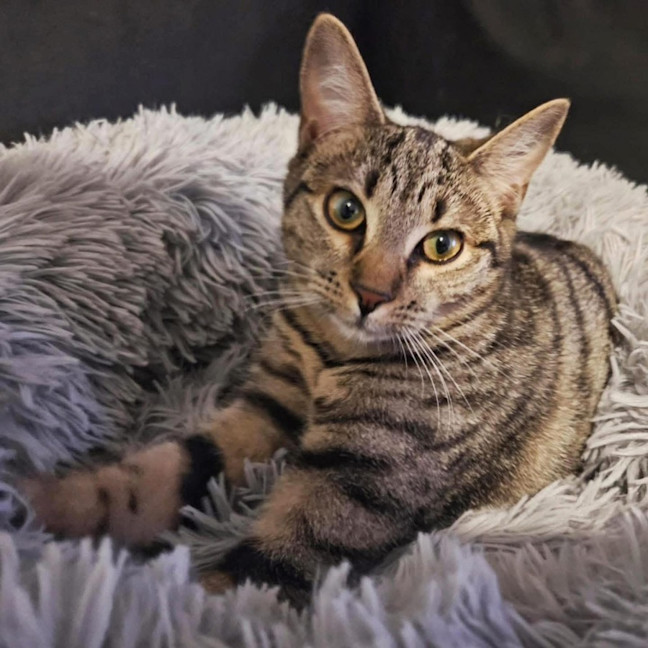 Photo of 11654   Presley 