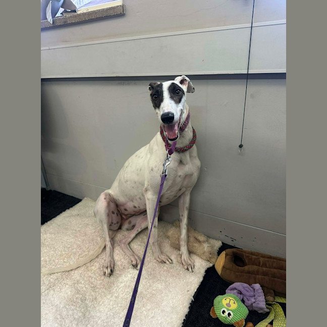 Photo of Dixie, The Greyhound