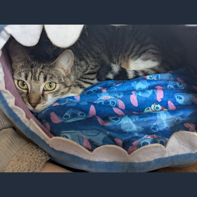 Photo of Stitch