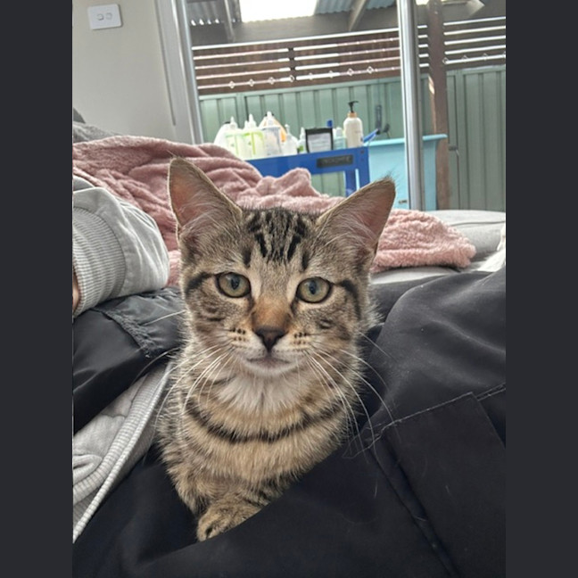 Photo of Sir Tobi The Magnificent