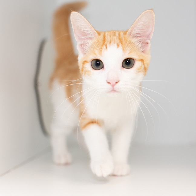 Photo of Pina Colada