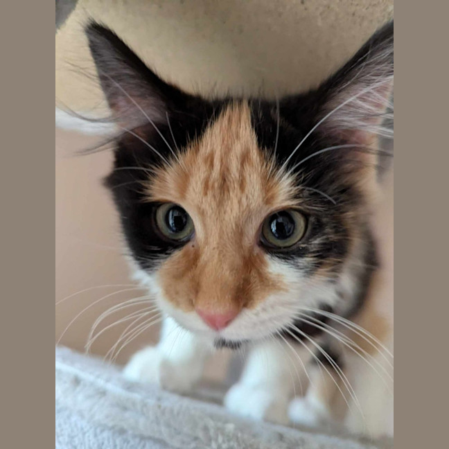 Photo of Wilma Flintstone 