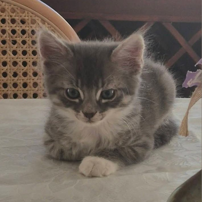 Photo of Chai
