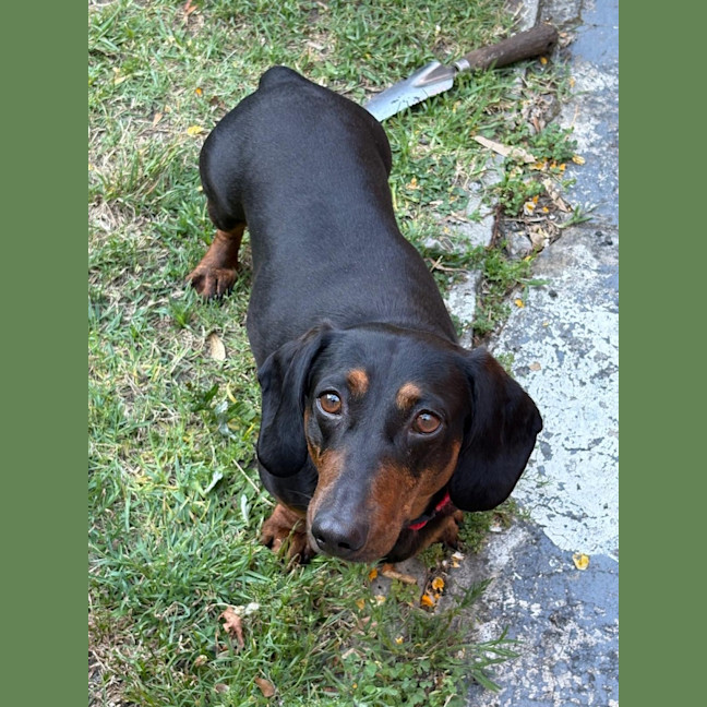 Photo of Harley   4 Year Old Dachshund