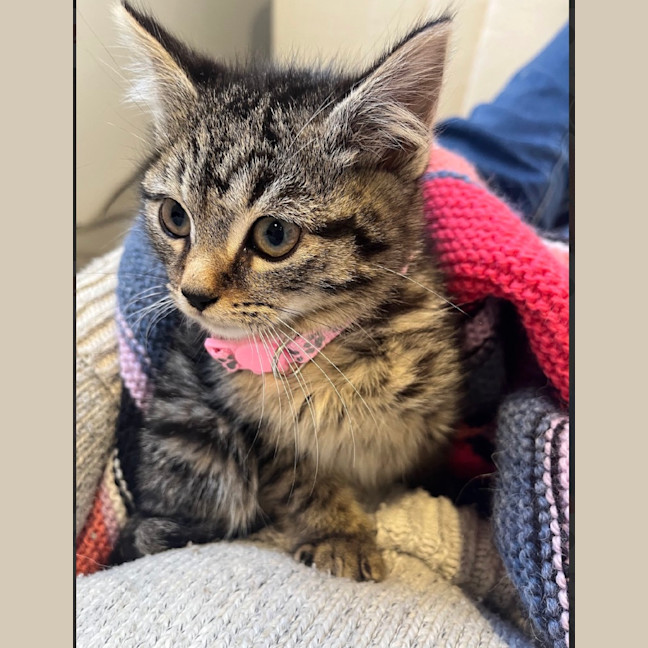 Photo of Polly