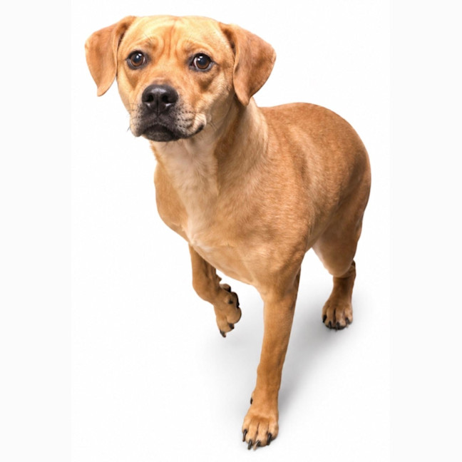 Photo of Rosie 