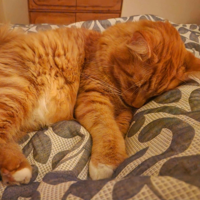Photo of Claude 🦁🐈