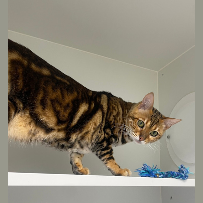 Photo of Snagglepuss