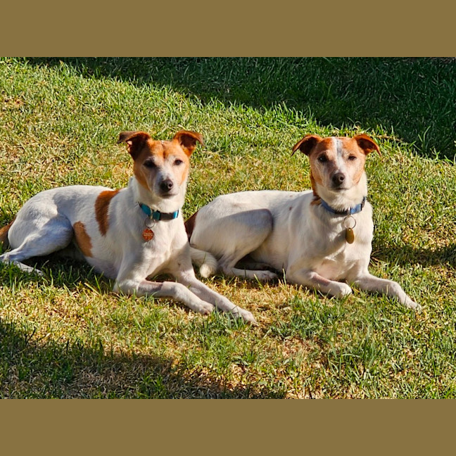 Photo of Abbott & Costello
