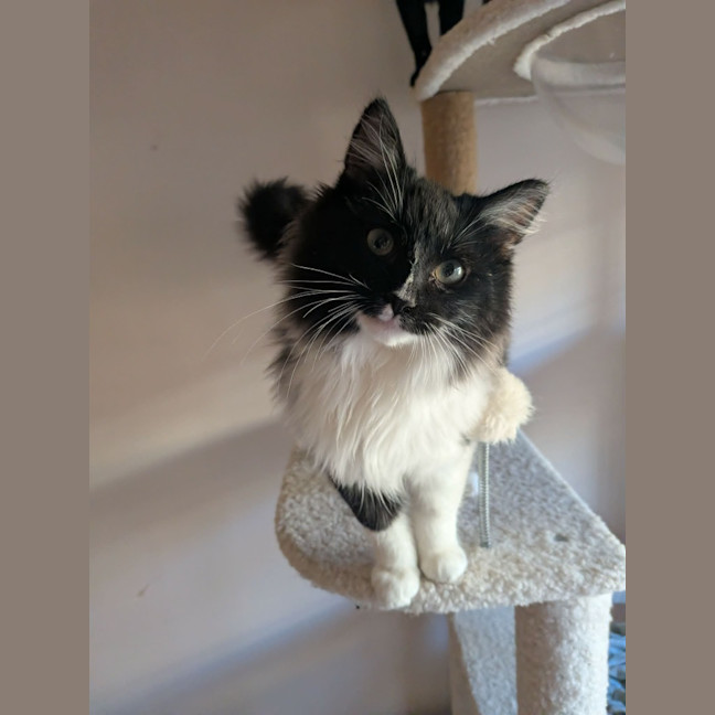 Photo of Silverfox