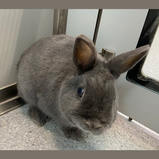 Photo of Bonnie Grey