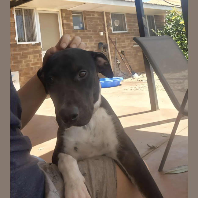 Photo of Juno (Honey)