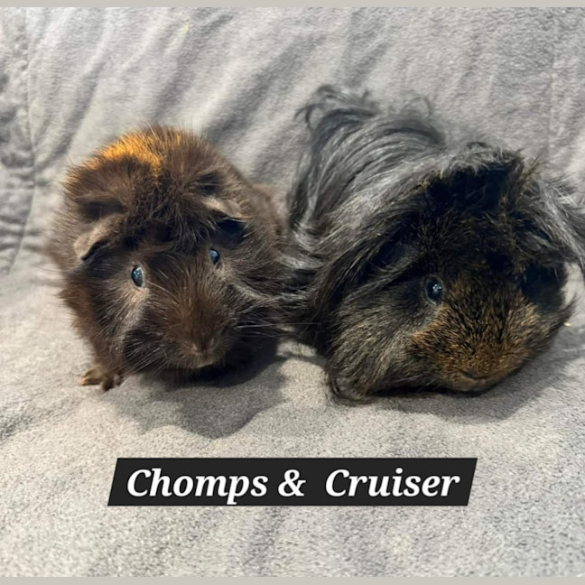 Photo of Chomps & Cruiser