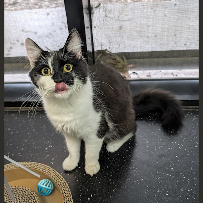 Photo of Checkers